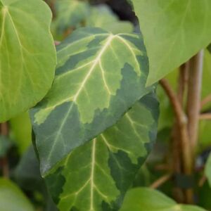 Hedera colchica 'Sulphur Heart' (v) 150-175 cm